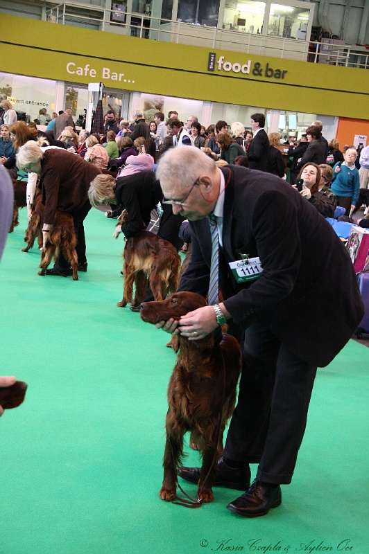 Crufts2011 231.jpg